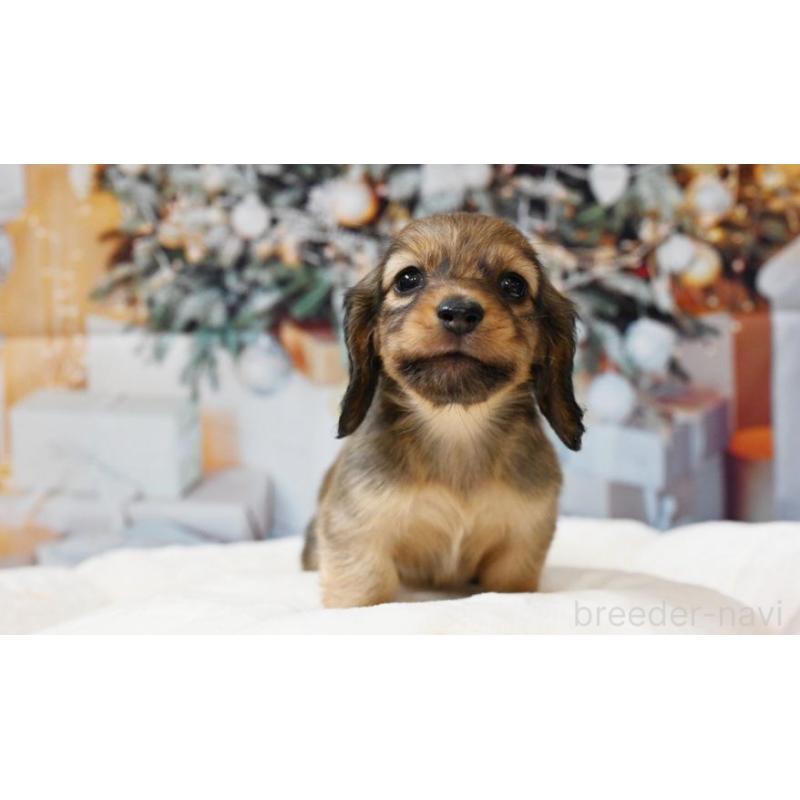 販売中の大阪府のミニチュアダックスフンド(ロングヘアード)-430751の4枚目