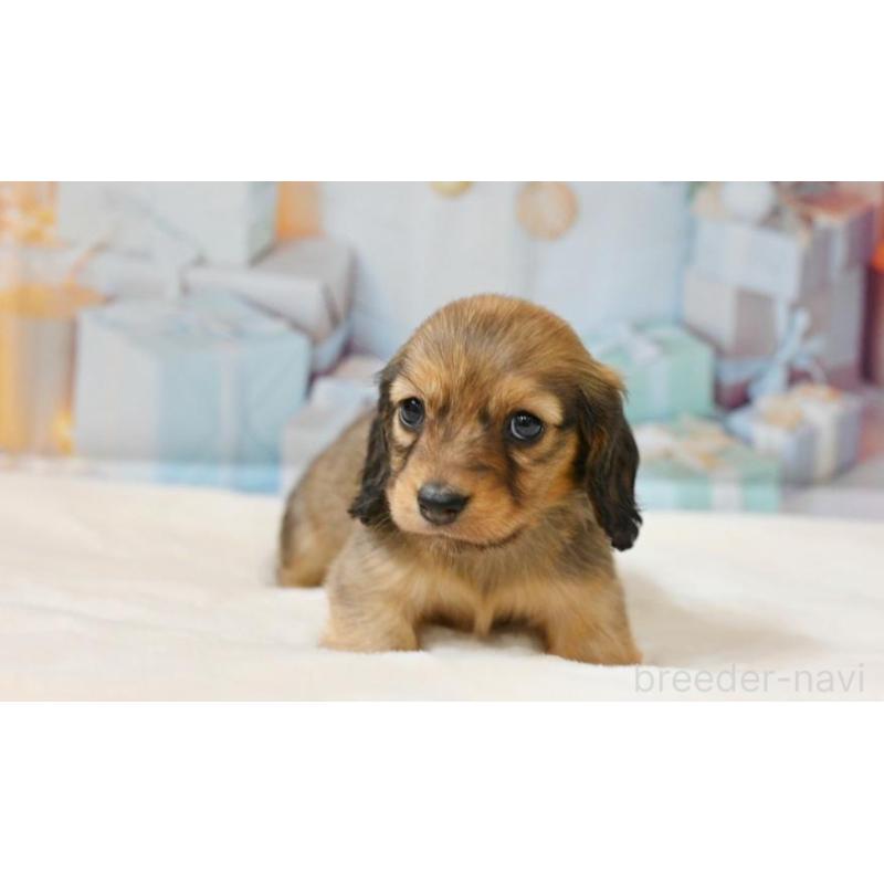 販売中の大阪府のミニチュアダックスフンド(ロングヘアード)-430751の3枚目