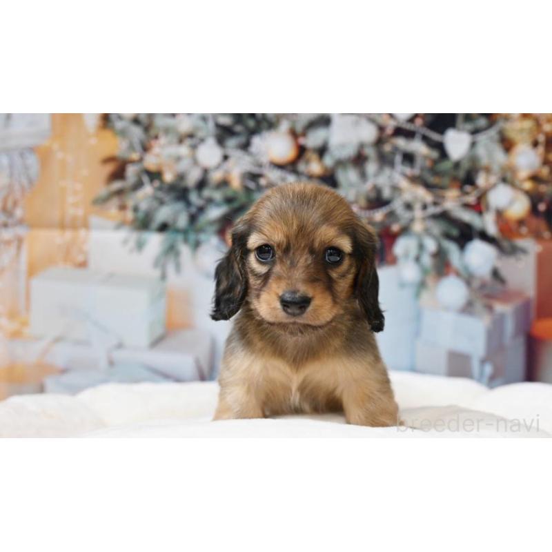 販売中の大阪府のミニチュアダックスフンド(ロングヘアード)-430751の2枚目