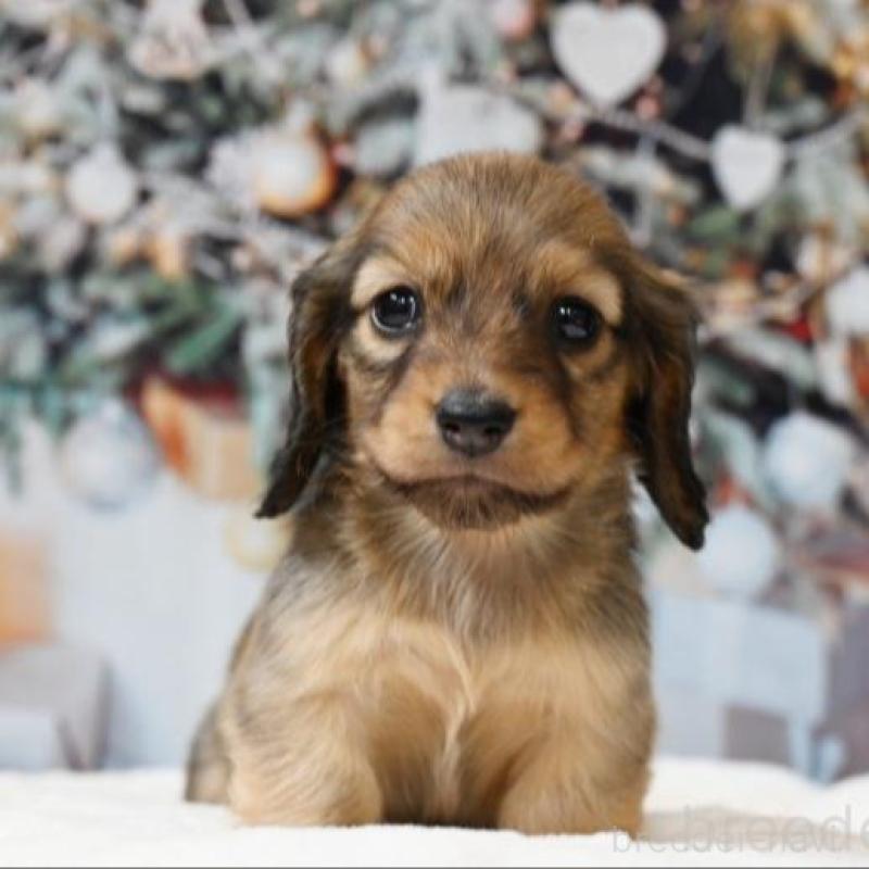 販売中の大阪府のミニチュアダックスフンド(ロングヘアード)-430751