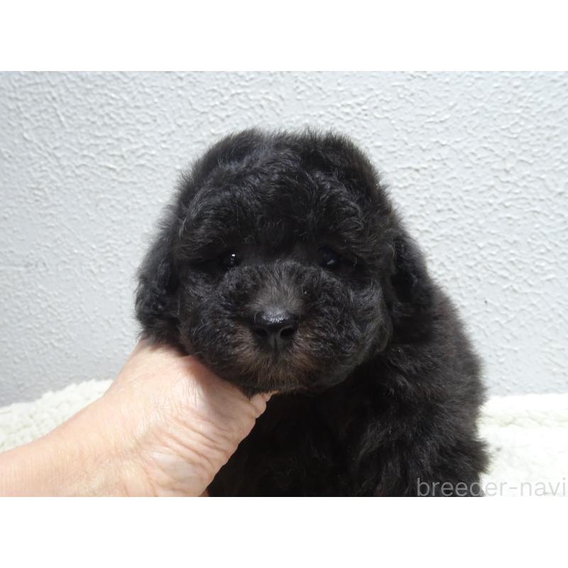 販売中の大阪府のタイニープードル-430754の5枚目