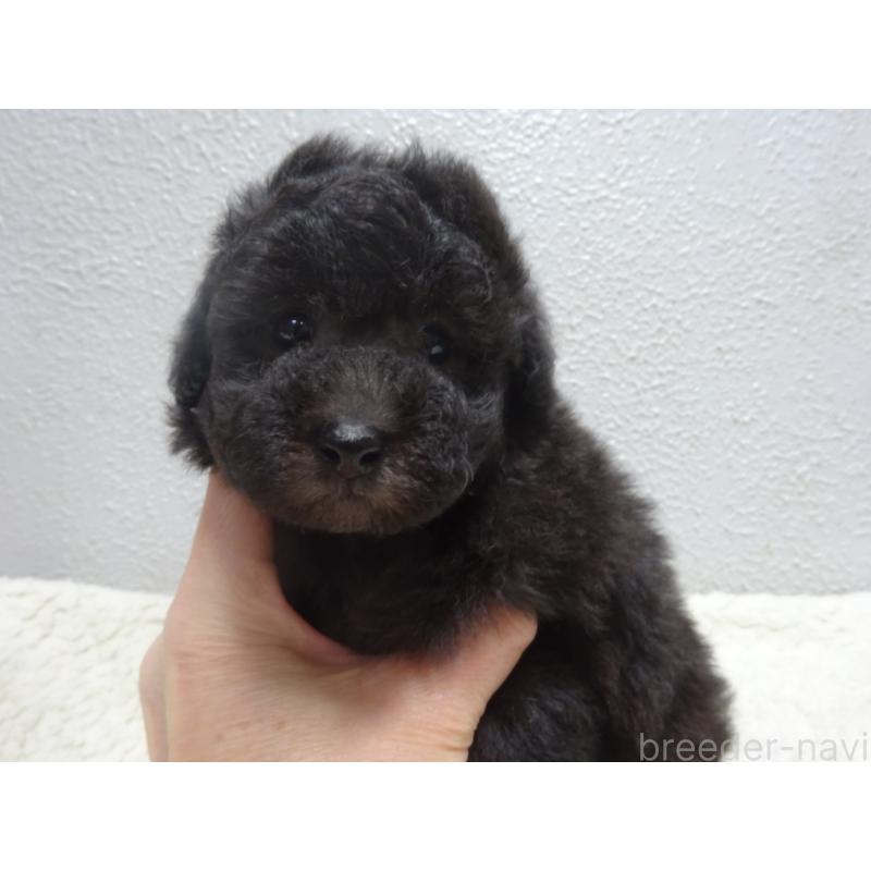 販売中の大阪府のタイニープードル-430754の4枚目