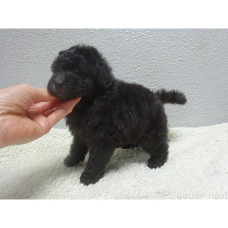 販売中の大阪府のタイニープードル-430754の3枚目