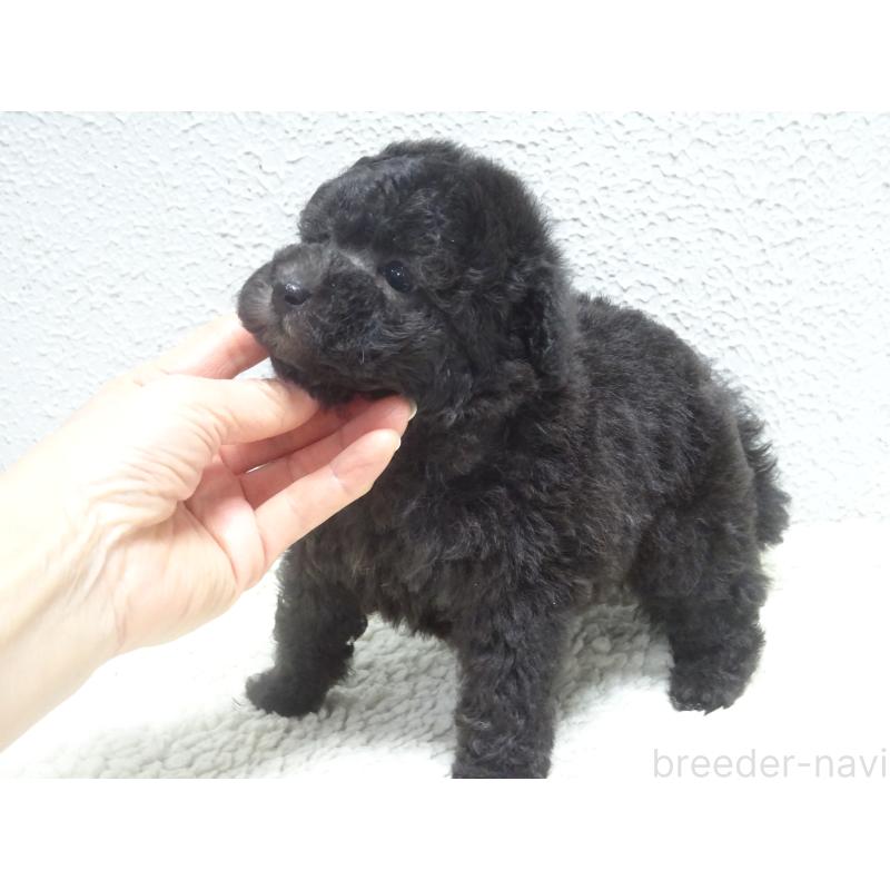 販売中の大阪府のタイニープードル-430754の2枚目