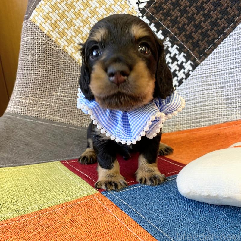 商談中の和歌山県のミニチュアダックスフンド(ロングヘアード)-427736