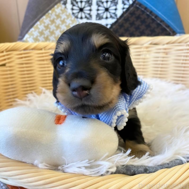 成約済の和歌山県のミニチュアダックスフンド(ロングヘアード)-427736の7枚目