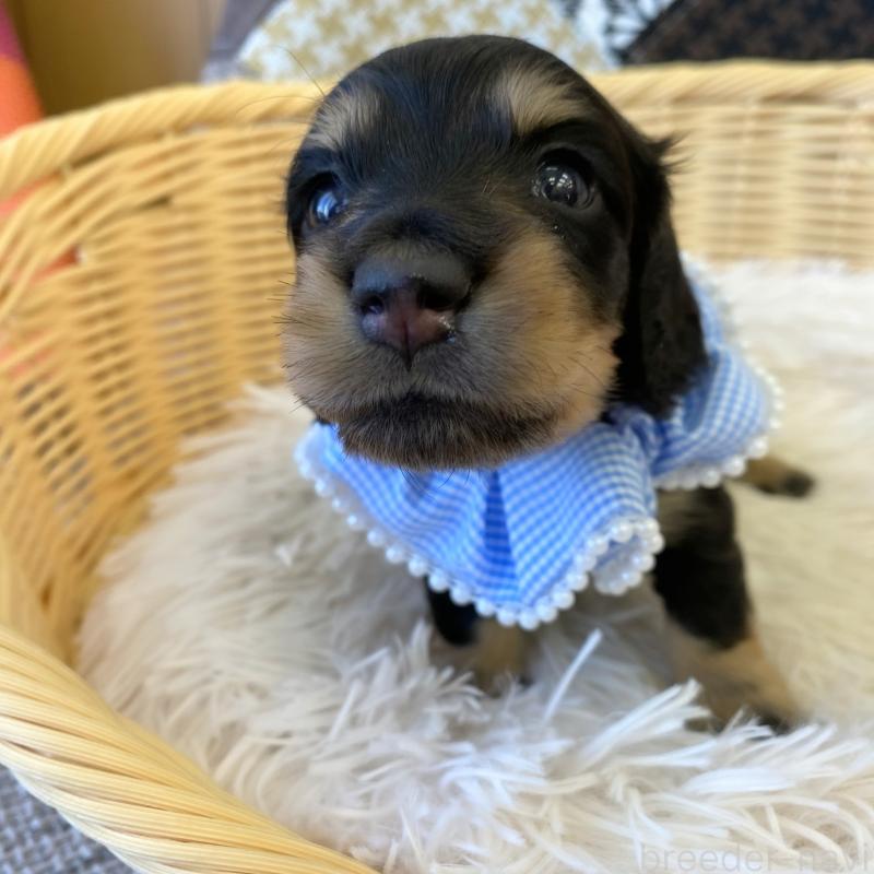 成約済の和歌山県のミニチュアダックスフンド(ロングヘアード)-427736の6枚目