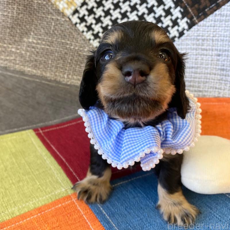 成約済の和歌山県のミニチュアダックスフンド(ロングヘアード)-427736の5枚目