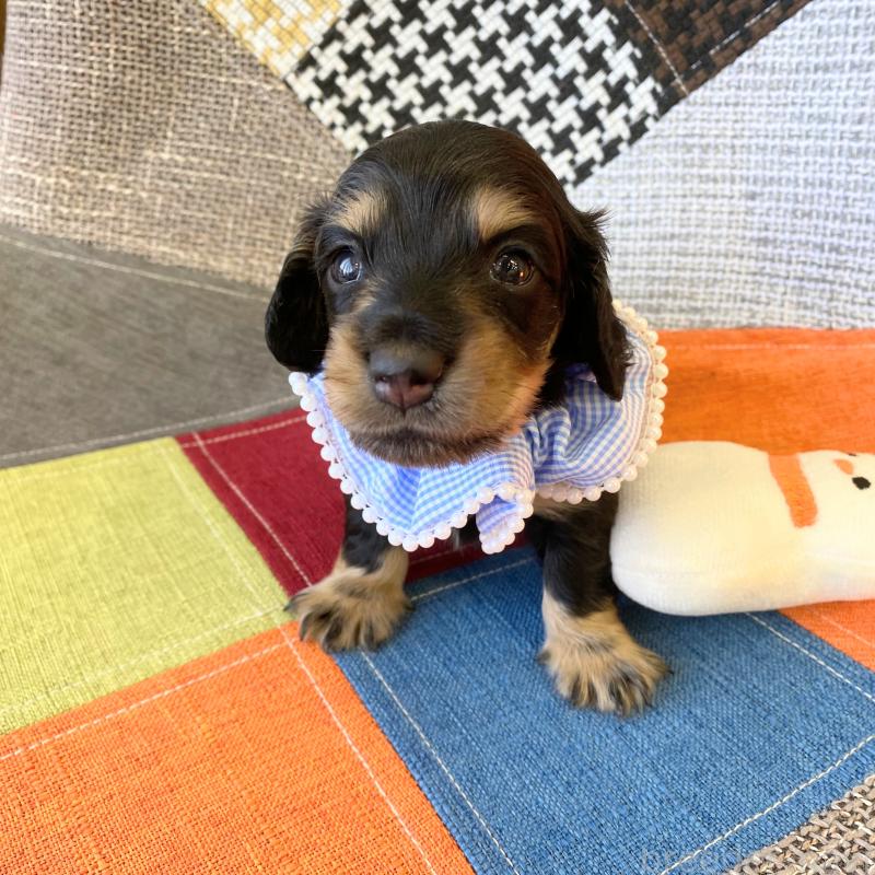 成約済の和歌山県のミニチュアダックスフンド(ロングヘアード)-427736の4枚目