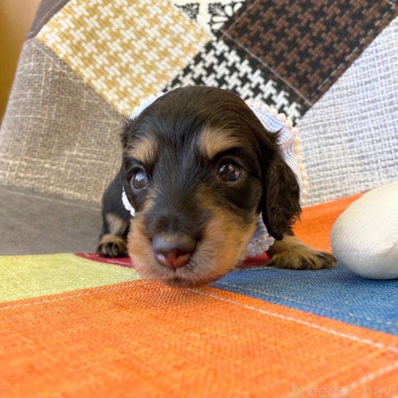 成約済の和歌山県のミニチュアダックスフンド(ロングヘアード)-427736の3枚目