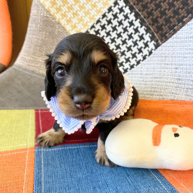 成約済の和歌山県のミニチュアダックスフンド(ロングヘアード)-427736の2枚目