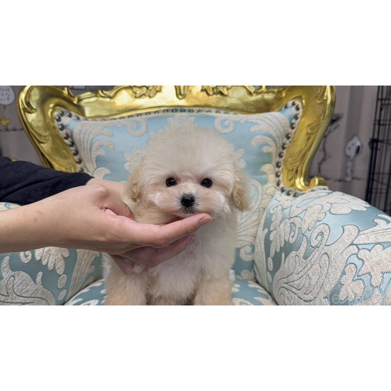 販売中の新潟県のティーカッププードル-430758の13枚目