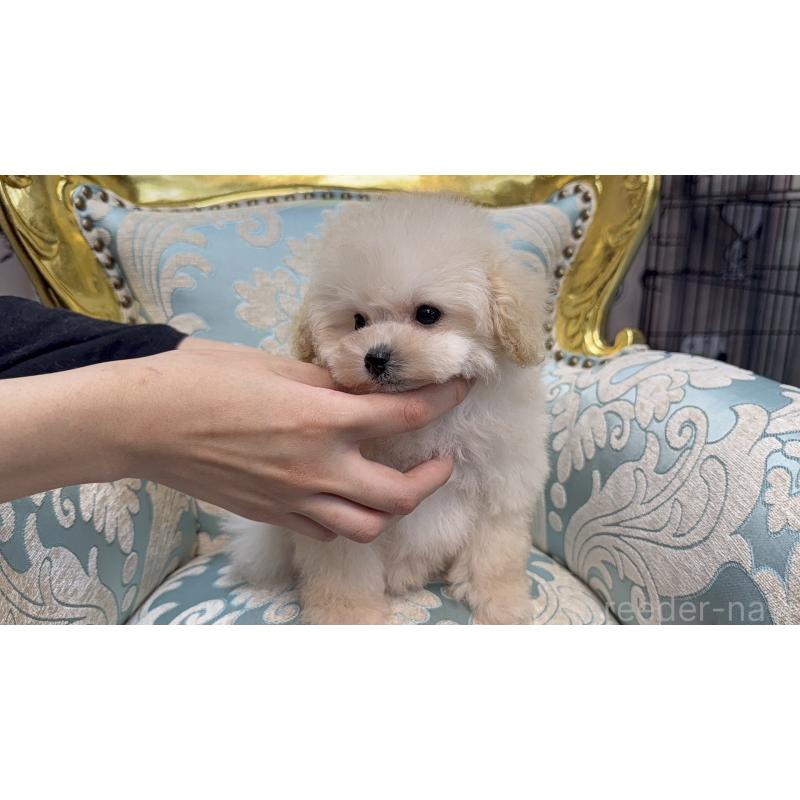 販売中の新潟県のティーカッププードル-430758の10枚目