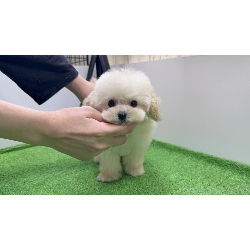 販売中の新潟県のティーカッププードル-430758の7枚目