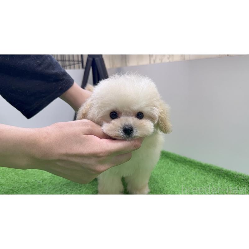 販売中の新潟県のティーカッププードル-430758の5枚目