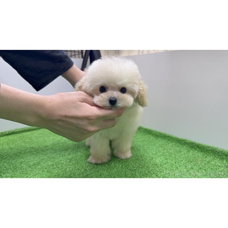 販売中の新潟県のティーカッププードル-430758の3枚目