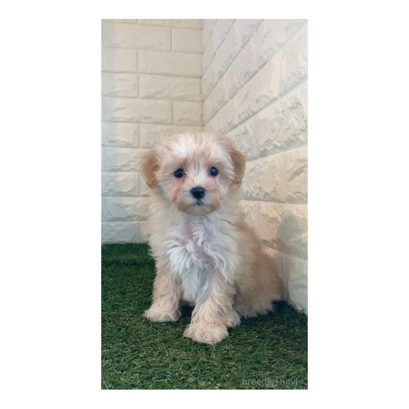 販売中の岡山県のマルプー:マルチーズ×トイプードル-430757の7枚目