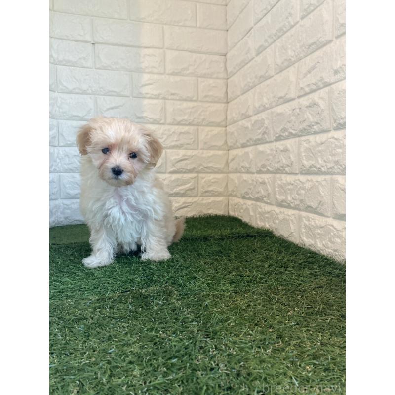 販売中の岡山県のマルプー:マルチーズ×トイプードル-430757の6枚目