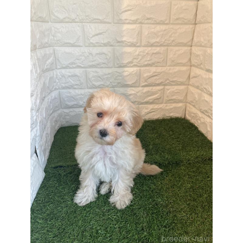 販売中の岡山県のマルプー:マルチーズ×トイプードル-430757の5枚目