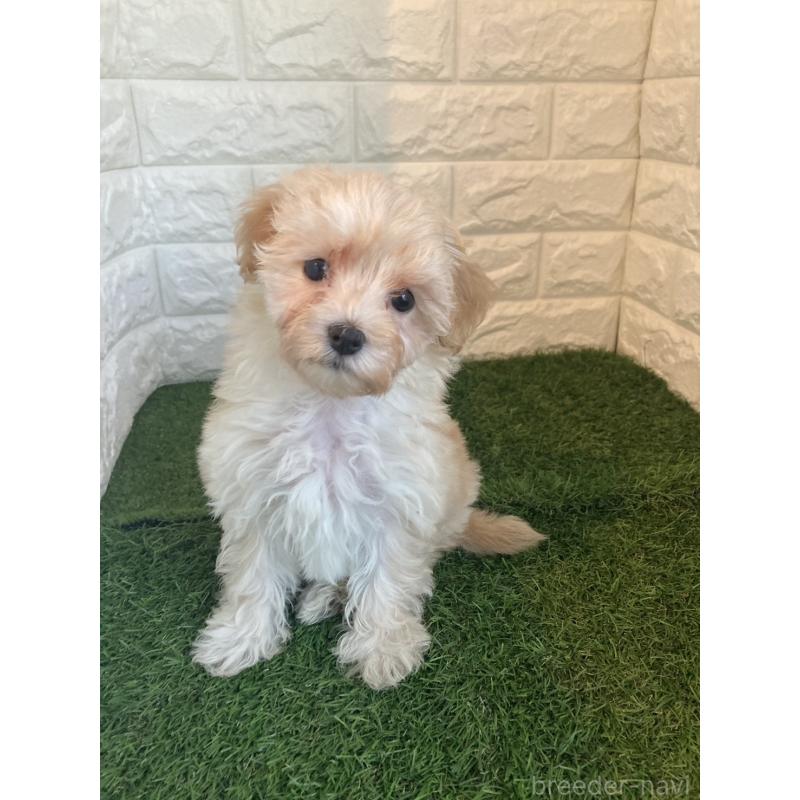 販売中の岡山県のマルプー:マルチーズ×トイプードル-430757の4枚目