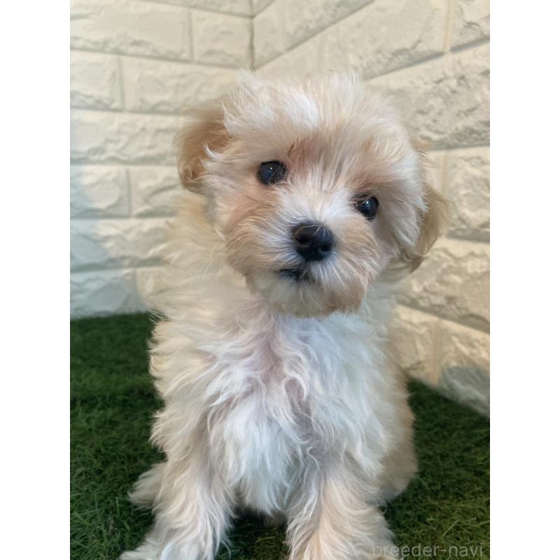 販売中の岡山県のマルプー:マルチーズ×トイプードル-430757の3枚目