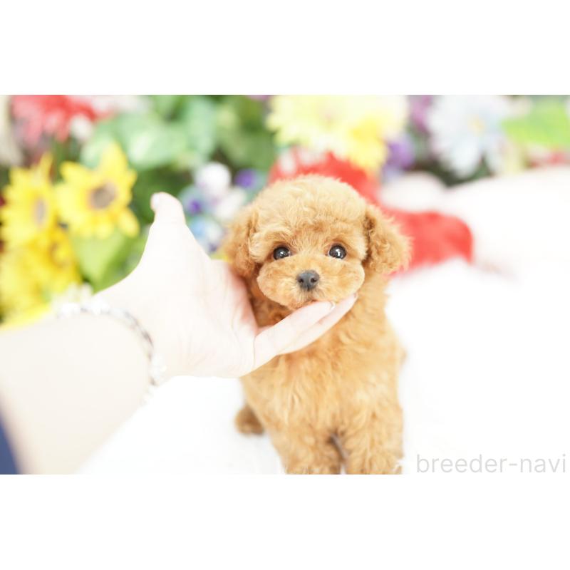 販売中の埼玉県のトイプードル-430759の4枚目