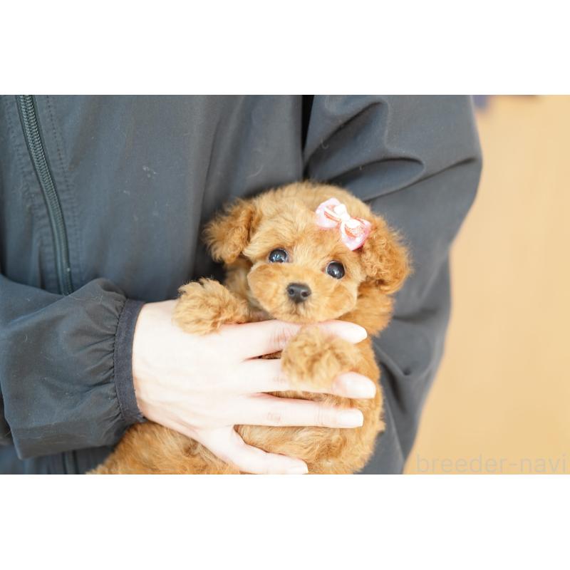 販売中の埼玉県のトイプードル-430759の3枚目