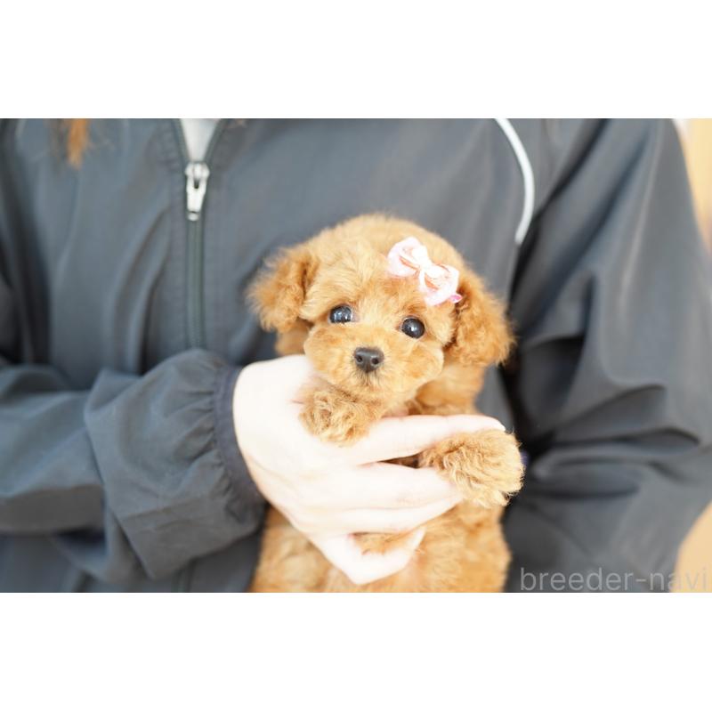 販売中の埼玉県のトイプードル-430759の2枚目