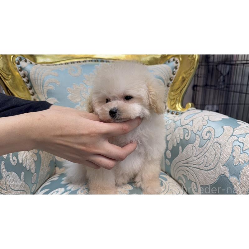 販売中の東京都のティーカッププードル-430760の11枚目