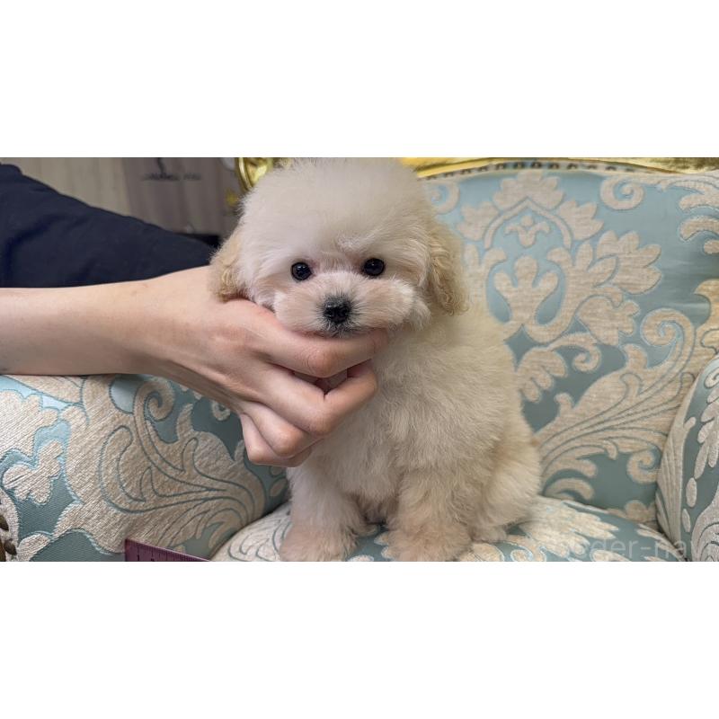 販売中の東京都のティーカッププードル-430760の9枚目