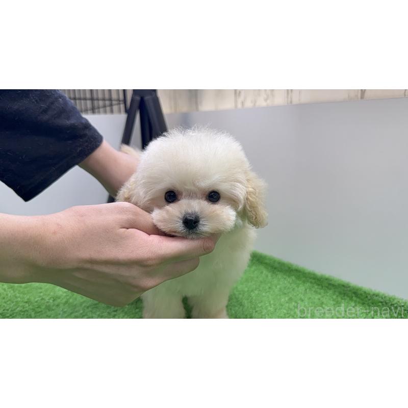 販売中の東京都のティーカッププードル-430760の3枚目