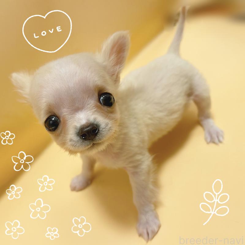 販売中の東京都のチワワ(ロングコート)-430761の1枚目