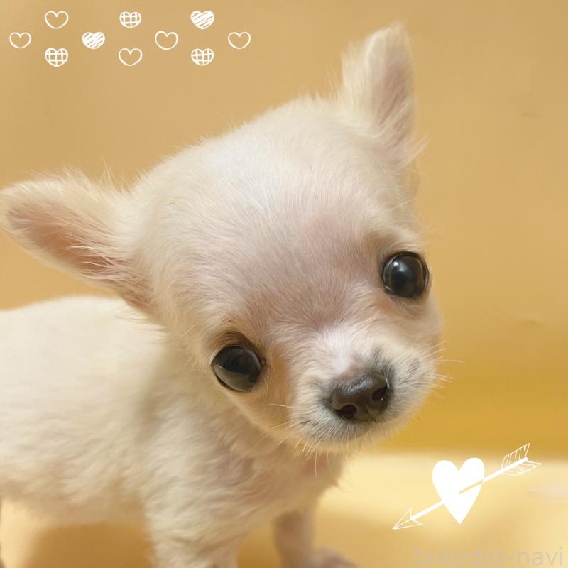 販売中の東京都のチワワ(ロングコート)-430761の6枚目