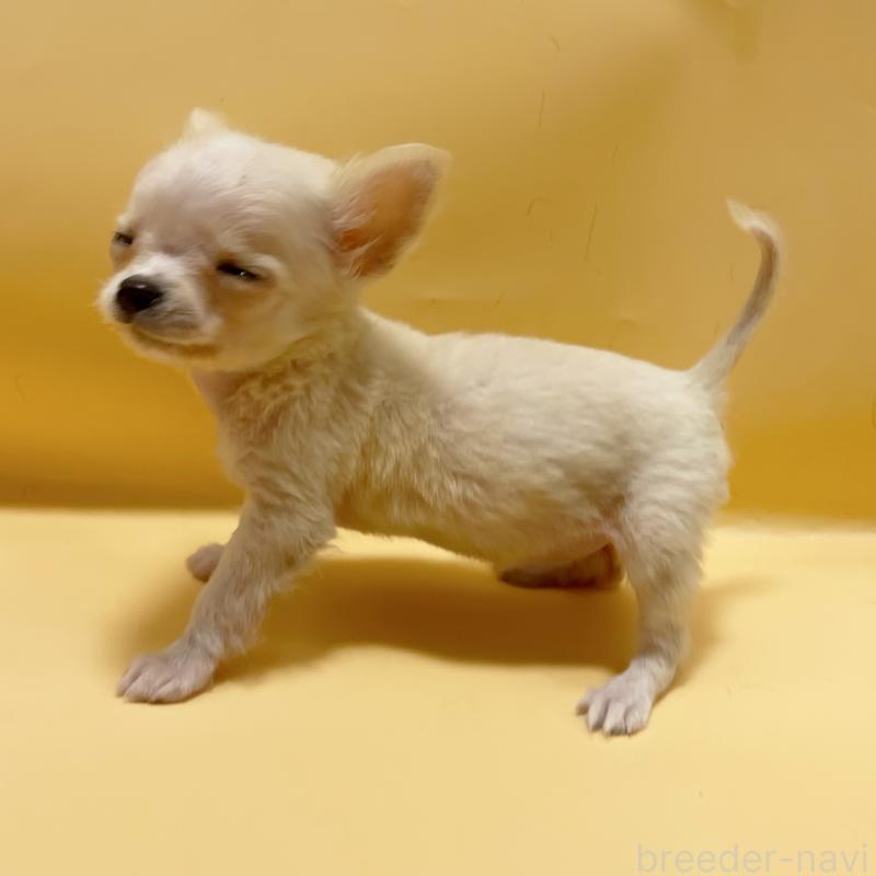 販売中の東京都のチワワ(ロングコート)-430761の5枚目