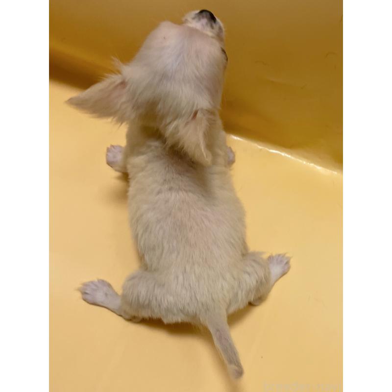 販売中の東京都のチワワ(ロングコート)-430761の4枚目