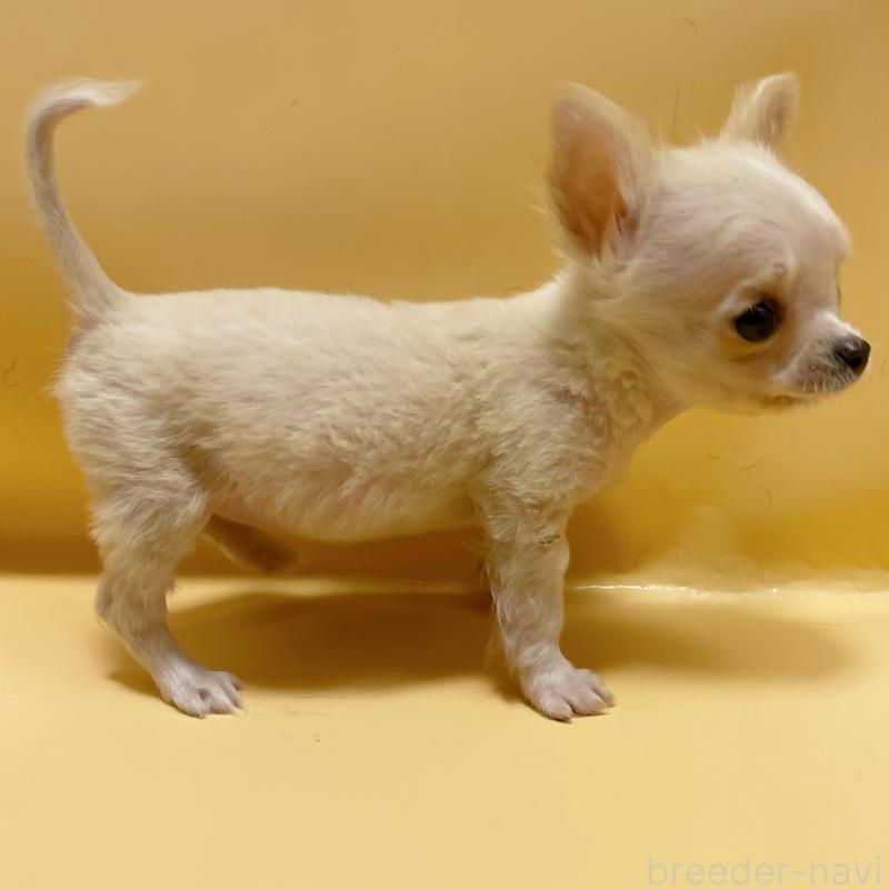 販売中の東京都のチワワ(ロングコート)-430761の3枚目