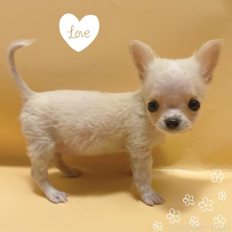 販売中の東京都のチワワ(ロングコート)-430761の2枚目