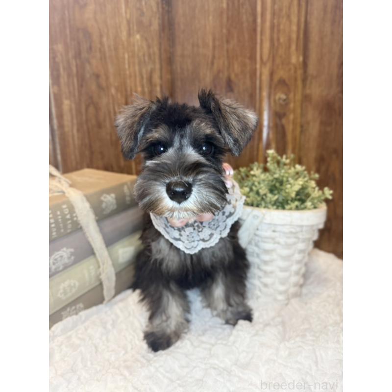 販売中の茨城県のミニチュアシュナウザー-418749の7枚目