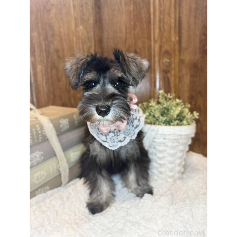 販売中の茨城県のミニチュアシュナウザー-418749の6枚目