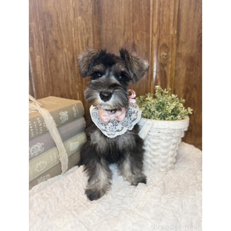 販売中の茨城県のミニチュアシュナウザー-418749の5枚目