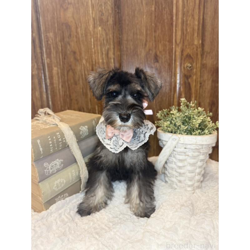 販売中の茨城県のミニチュアシュナウザー-418749の4枚目