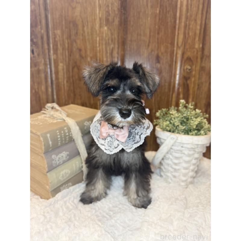 販売中の茨城県のミニチュアシュナウザー-418749の3枚目