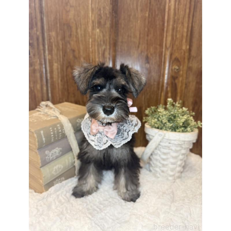 販売中の茨城県のミニチュアシュナウザー-418749の2枚目