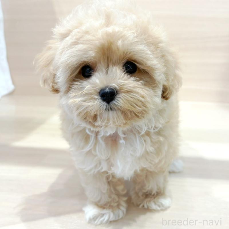 販売中ののマルプー:マルチーズ×トイプードル-421180