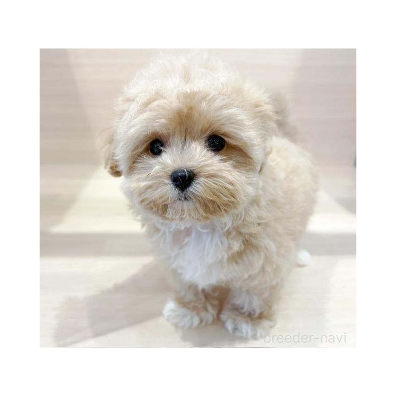 販売中の東京都のマルプー:マルチーズ×トイプードル-421180の4枚目