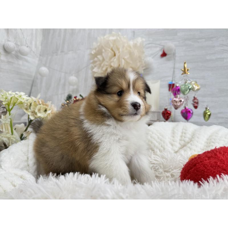 販売中の京都府のシェットランドシープドッグ(シェルティ)-430763の6枚目