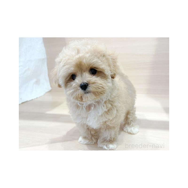 販売中の東京都のマルプー:マルチーズ×トイプードル-421180の3枚目