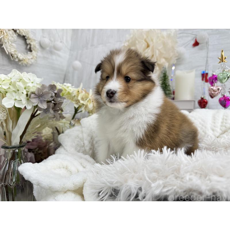 販売中の京都府のシェットランドシープドッグ(シェルティ)-430763の5枚目