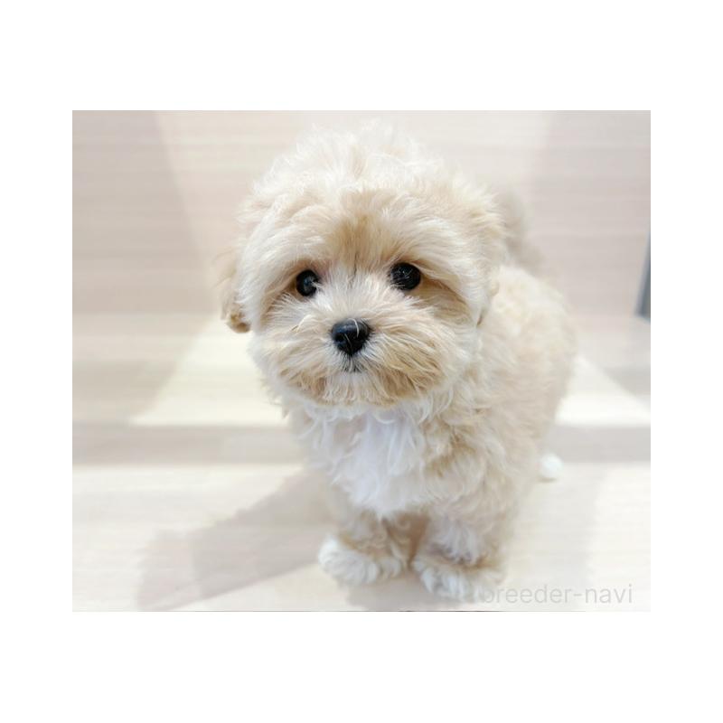 販売中の東京都のマルプー:マルチーズ×トイプードル-421180の2枚目