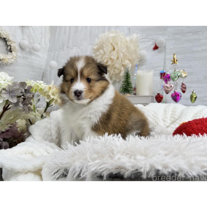 販売中の京都府のシェットランドシープドッグ(シェルティ)-430763の4枚目